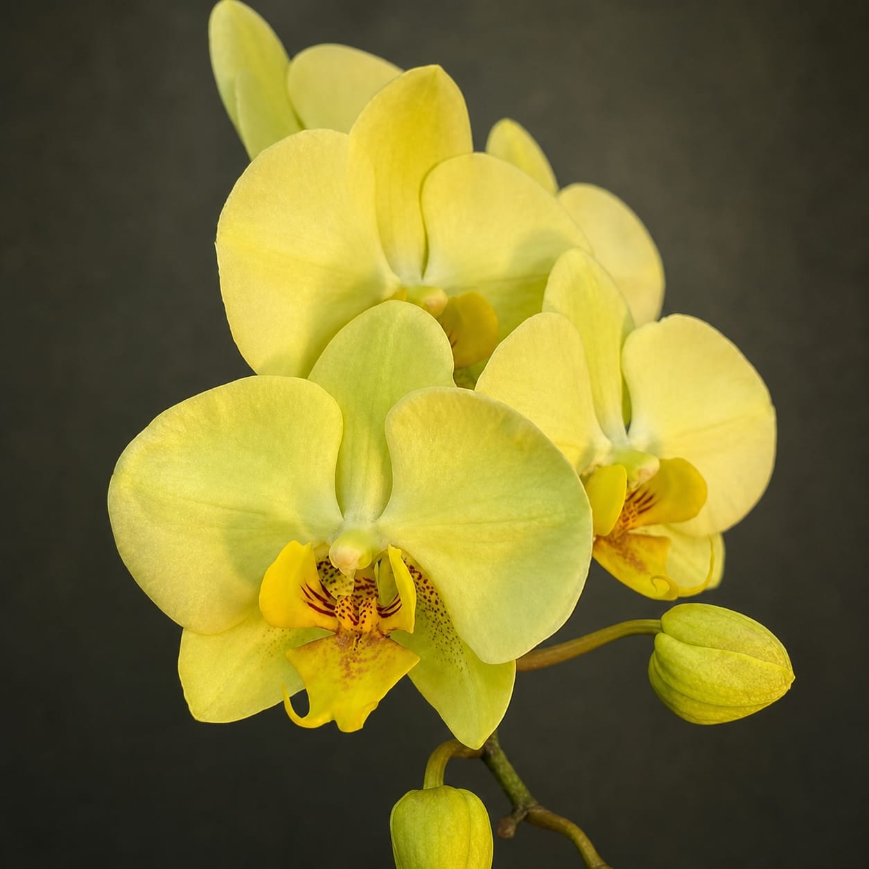 Phalaenopsis Golden Moonlight