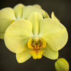 Phalaenopsis Golden Moonlight
