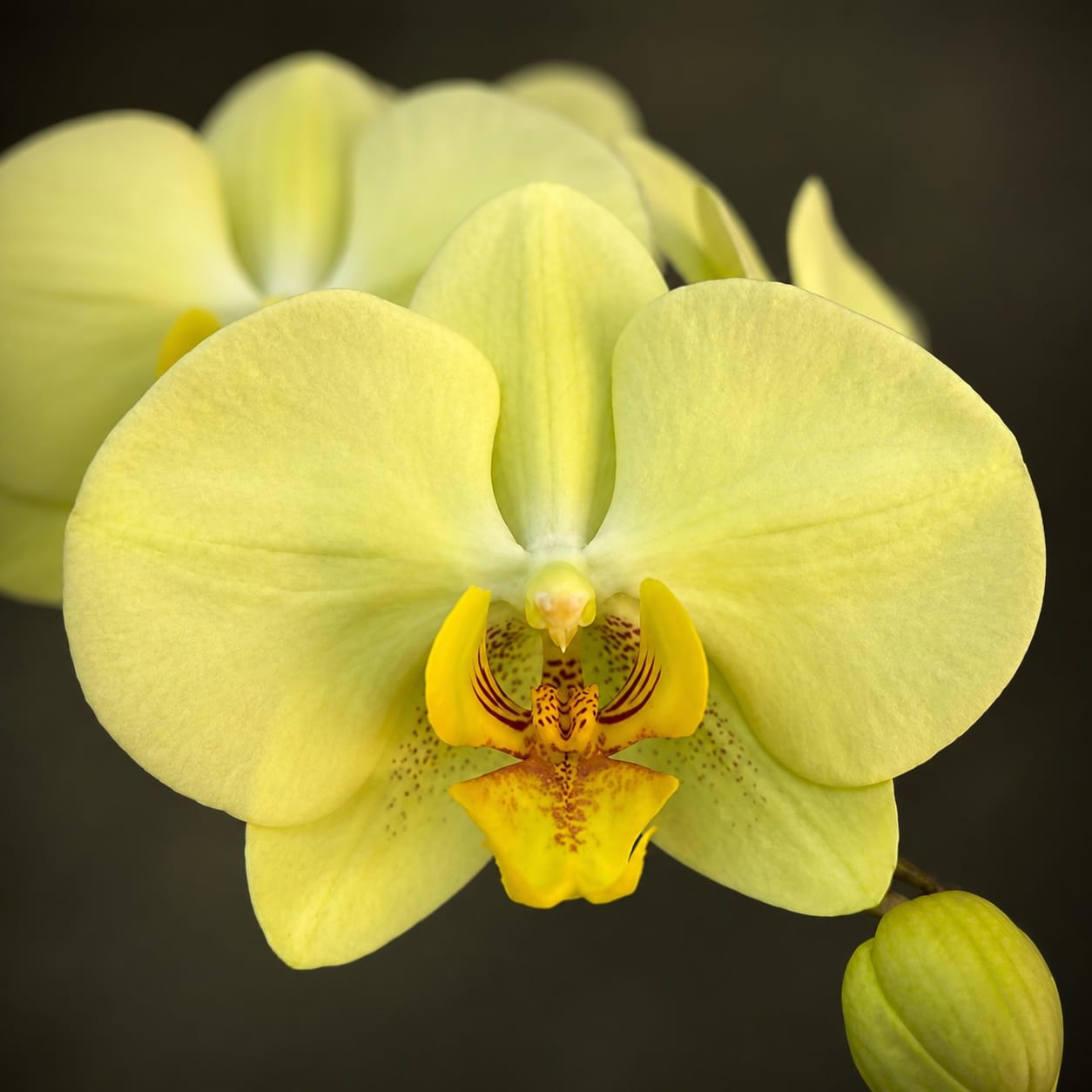 Phalaenopsis Golden Moonlight