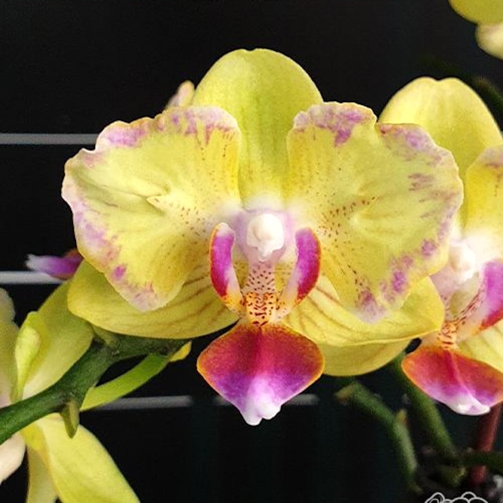 Phalaenopsis Golden Yuzu (peloric)