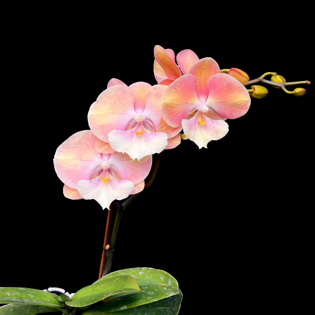 Phalaenopsis Good Times