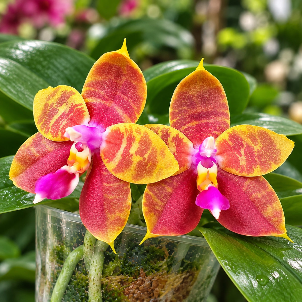 Phalaenopsis Guadalupe Pineda