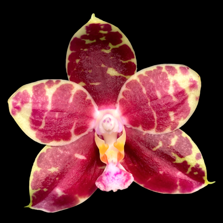 Phalaenopsis Hannover Passion