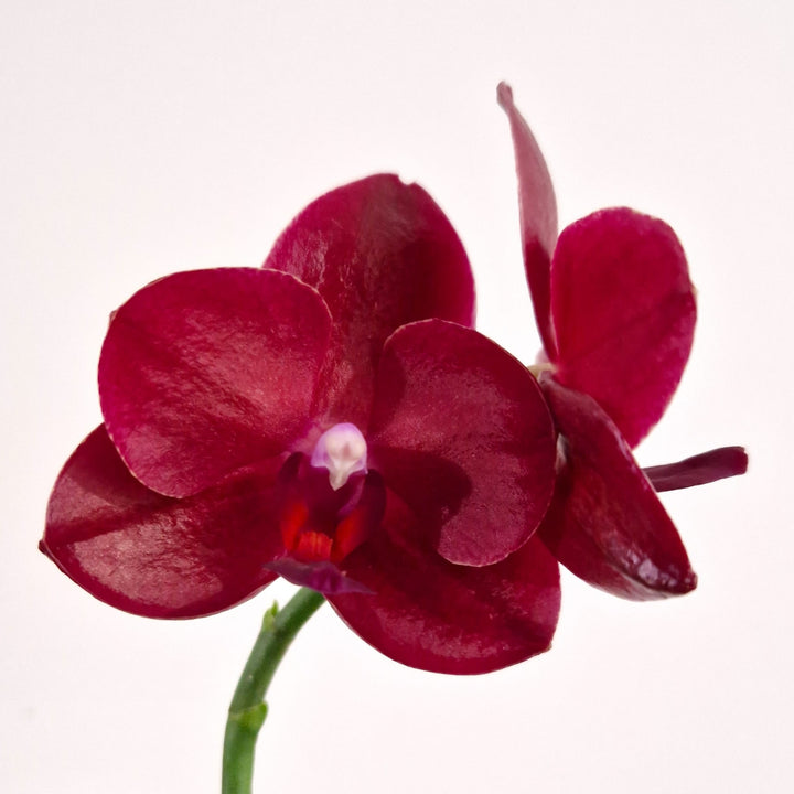 Phalaenopsis Haur Jih Fancy 'A06669'