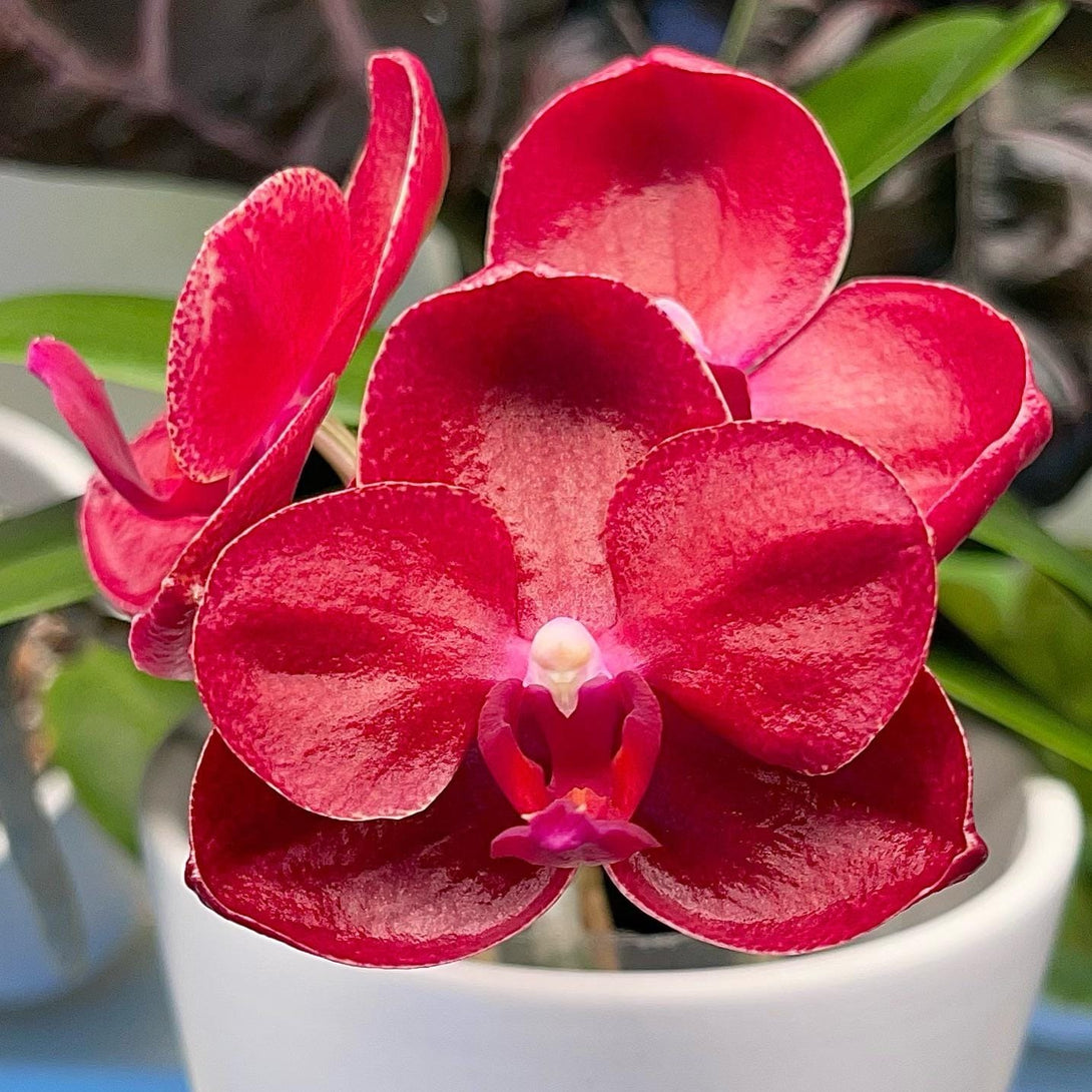 Phalaenopsis Haur Jih Fancy 'A06669'