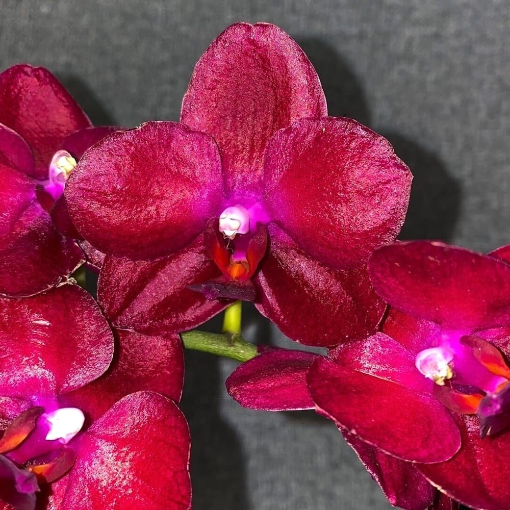 Phalaenopsis Haur Jih Fancy 'A06669'