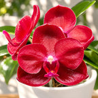 Phalaenopsis Haur Jih Fancy 'A06669