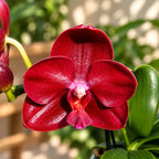 Phalaenopsis Haur Jih Fancy 'A06669' 
