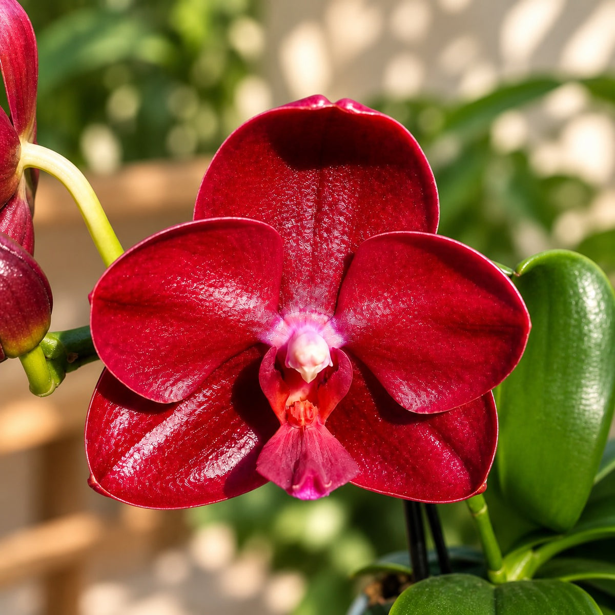 Phalaenopsis Haur Jih Fancy 'A06669' 