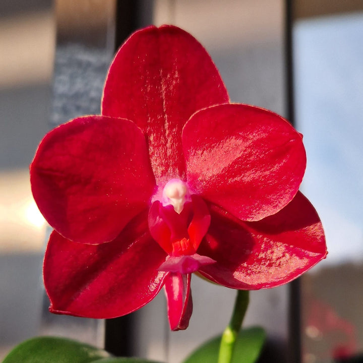 Phalaenopsis Haur Jih Fancy 'A06669'