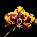 Phalaenopsis Haur Jin Princess