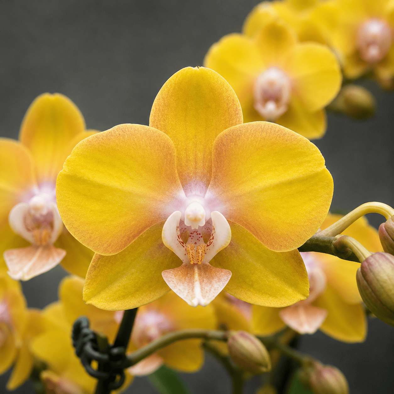 Phalaenopsis Hornglin Sweet Corn