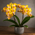 Phalaenopsis Hornglin Sweet Corn