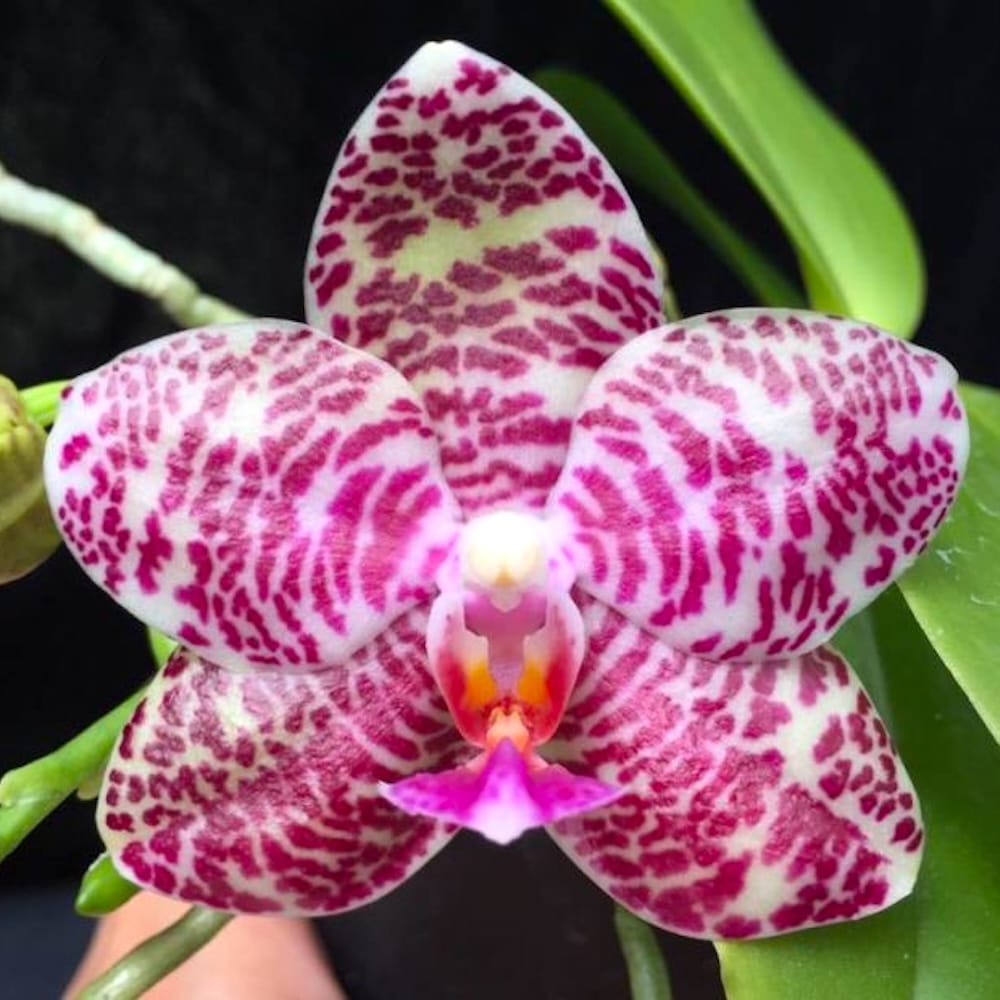 Phalaenopsis Ho's Graceful Natasha