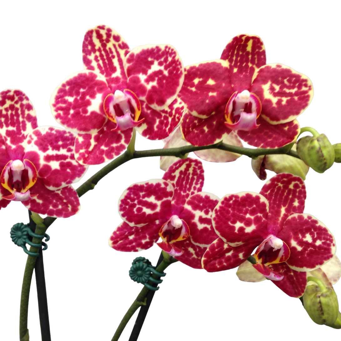 Phalaenopsis I-Hsin Adzuki Bean