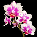 Phalaenopsis I-Hsin Agra '503'