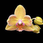 Phalaenopsis I-Hsin Berry Cutie (peloric)