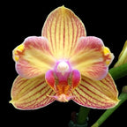 Phalaenopsis I-Hsin Berry Cutie (peloric)