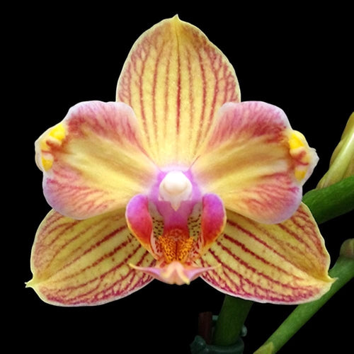 Phalaenopsis I-Hsin Berry Cutie (peloric)