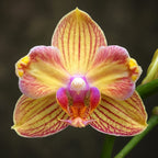 Phalaenopsis I-Hsin Berry Cutie (peloric) - parfumat