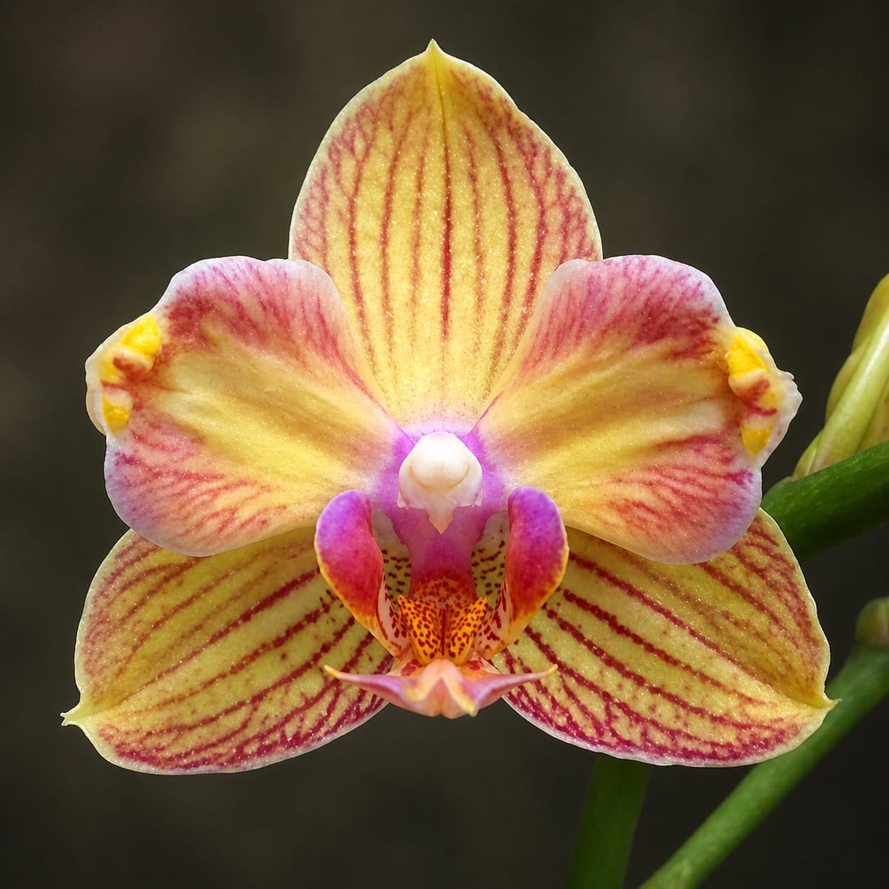 Phalaenopsis I-Hsin Berry Cutie (peloric) - parfumat