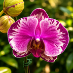 Phalaenopsis I-Hsin Camile