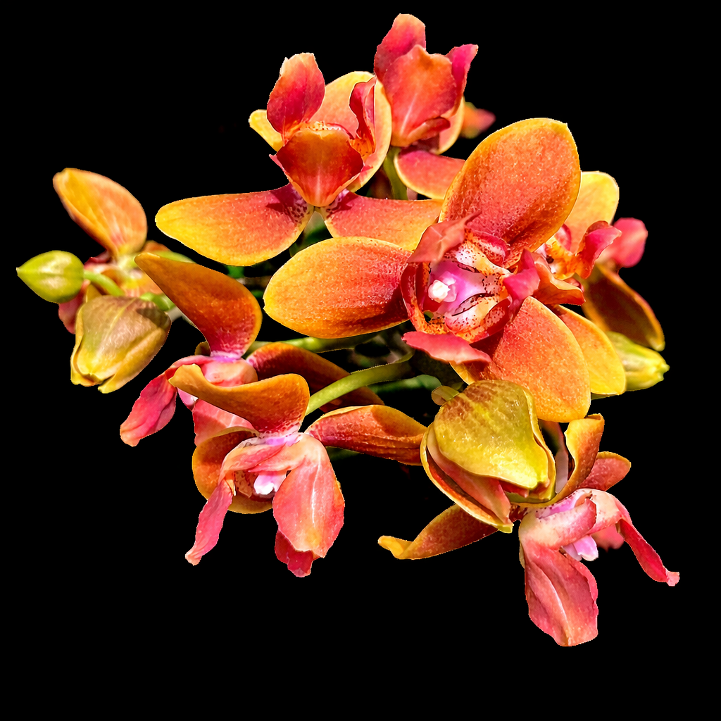 Phalaenopsis I-Hsin Claude (peloric)