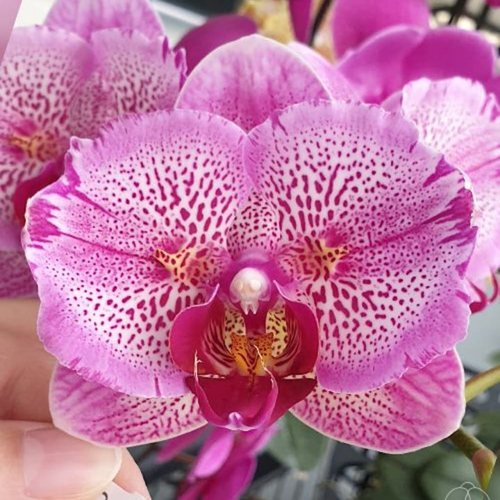 Phalaenopsis I-Hsin Pixie Reds '225' (peloric)