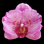 Phalaenopsis I-Hsin Pixie Reds '225' (peloric)