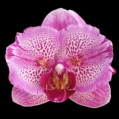 Phalaenopsis I-Hsin Pixie Reds '225' (peloric)