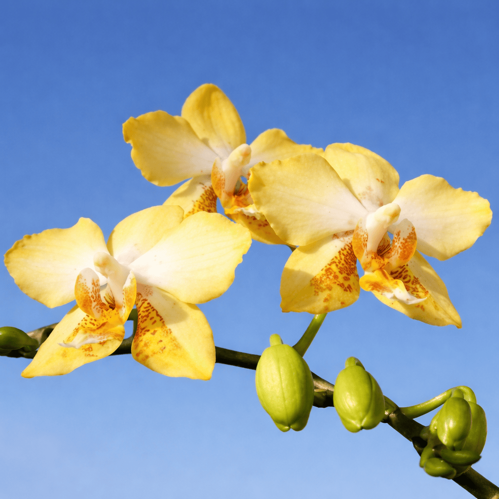 Phalaenopsis I-Hsin Samuel