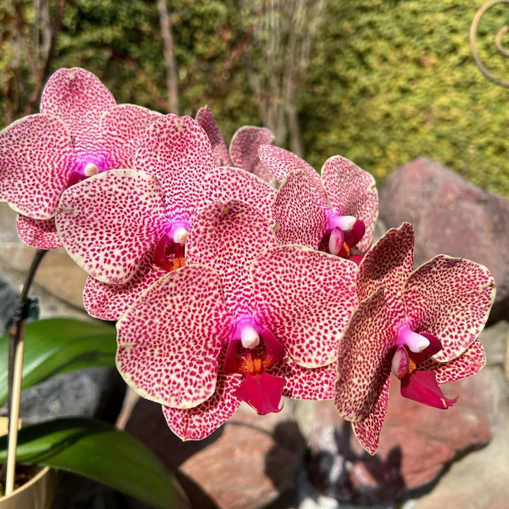 Phalaenopsis I-Hsin Sesame