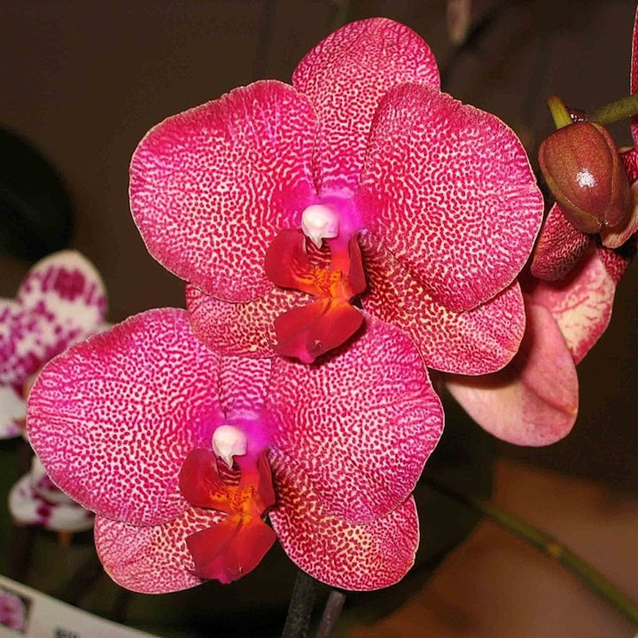 Phalaenopsis I-Hsin Sesame