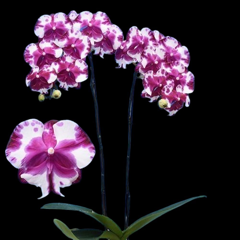 Phalaenopsis I-Hsin Smile Lucifer 