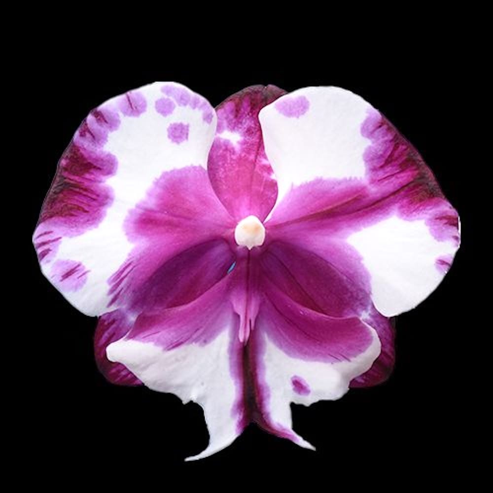 Phalaenopsis I-Hsin Smile Lucifer 