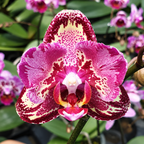 Phalaenopsis I-Hsin The Big Bang (peloric)