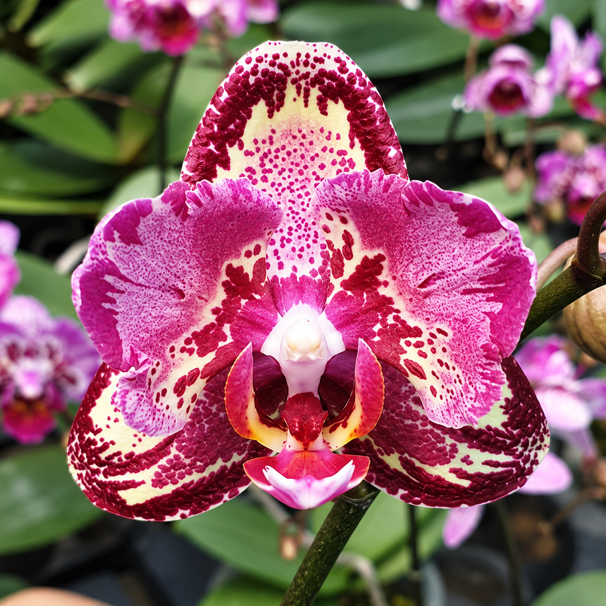 Phalaenopsis I-Hsin The Big Bang (peloric)