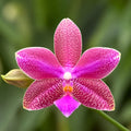 Phalaenopsis (I-Hsin Venus × lueddemanniana)