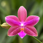 Phalaenopsis (I-Hsin Venus × lueddemanniana)