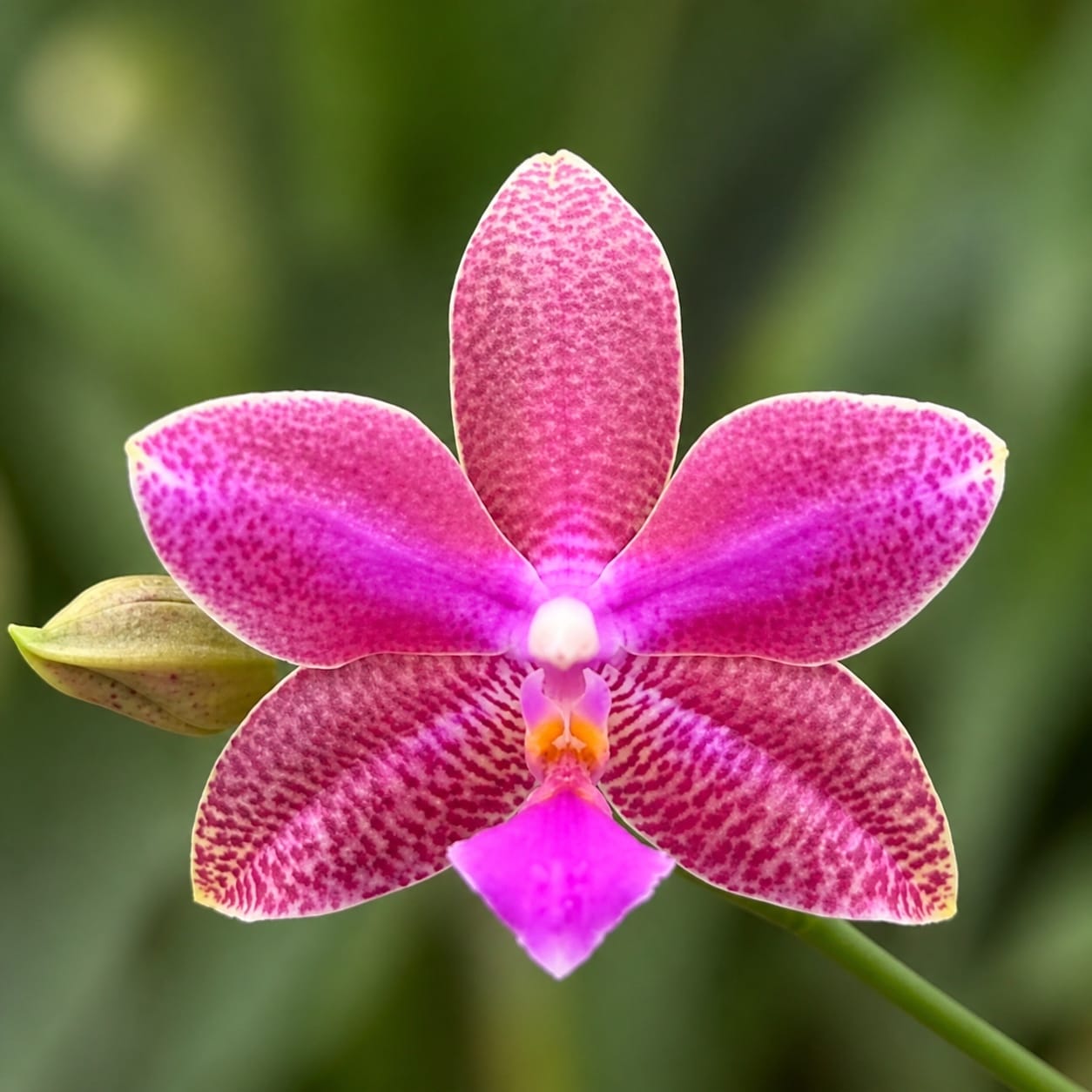 Phalaenopsis (I-Hsin Venus × lueddemanniana)