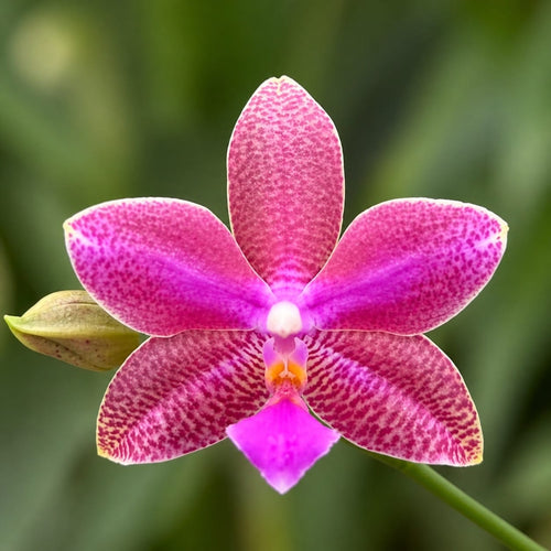 Phalaenopsis (I-Hsin Venus × lueddemanniana) - fragrant