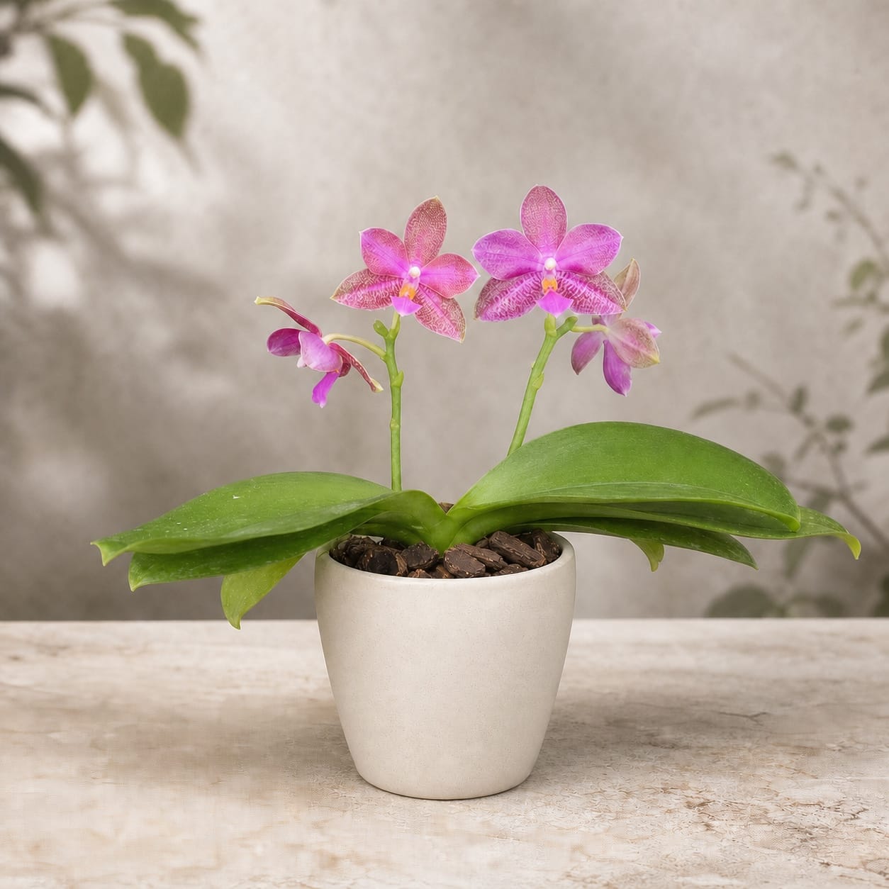 Phalaenopsis (I-Hsin Venus × lueddemanniana)