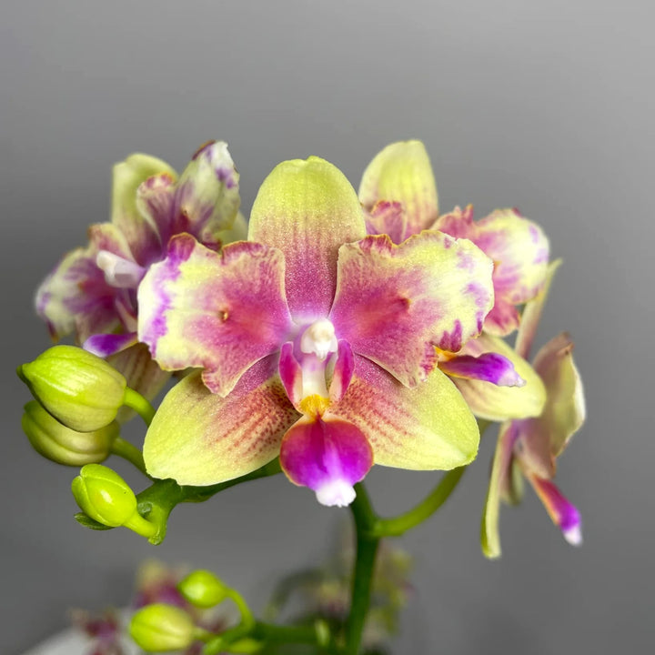 Phalaenopsis I-Hsin Venus (peloric - butterfly)