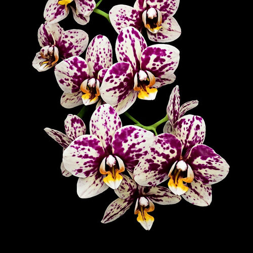 Phalaenopsis I-Hsin Weston