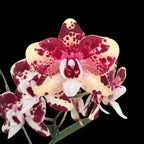 Phalaenopsis Itou