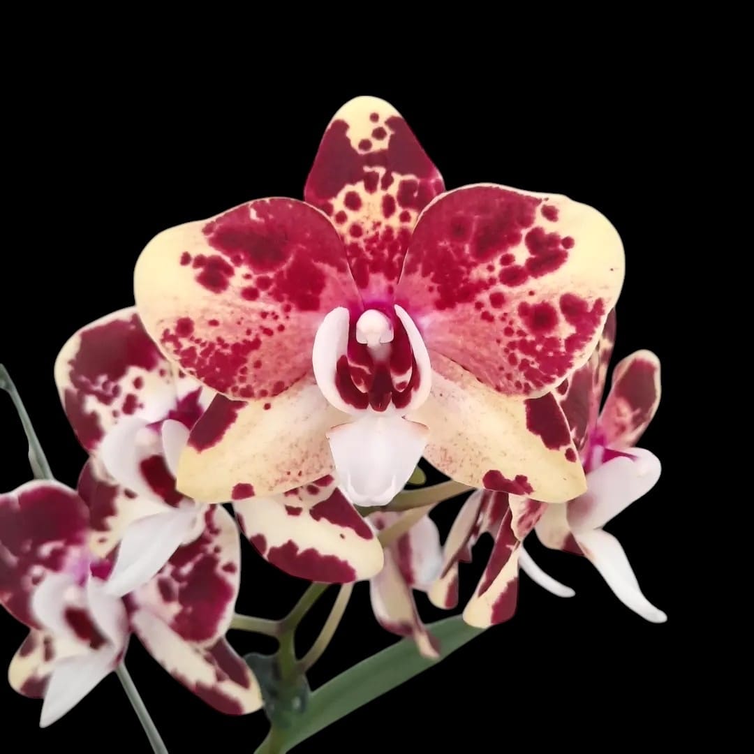 Phalaenopsis Itou
