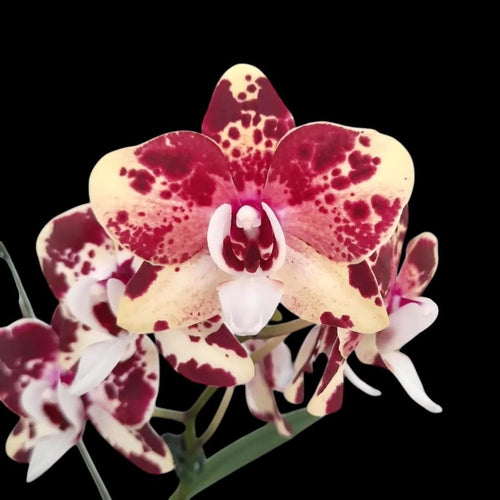 Phalaenopsis Itou