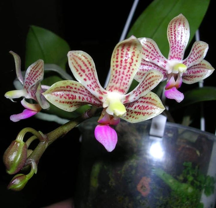 Phalaenopsis Java Mini