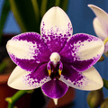 Phalaenopsis Jia Ho Summer Love