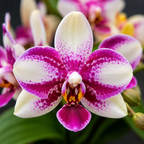 Phalaenopsis Jia Ho Summer Love